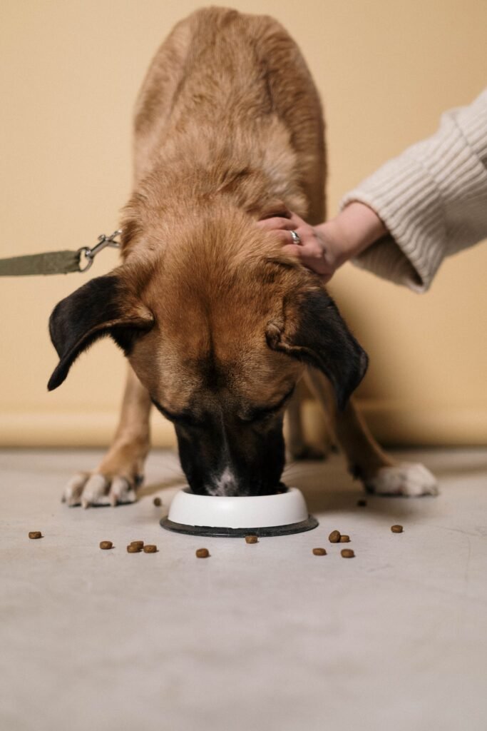 A Dog Owner’s Guide to Dog Food A Dog Owner's Guide to Dog Food