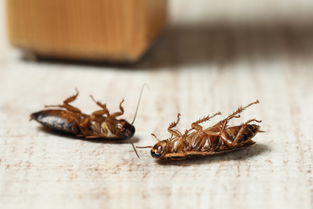 How to get rid of cockroaches: effective treatments and prevention How to get rid of cockroaches: effective treatments and prevention